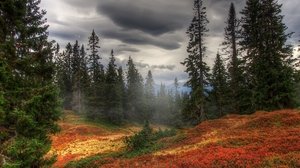autumn_fog_trees_forest_87104_300x168.jpg