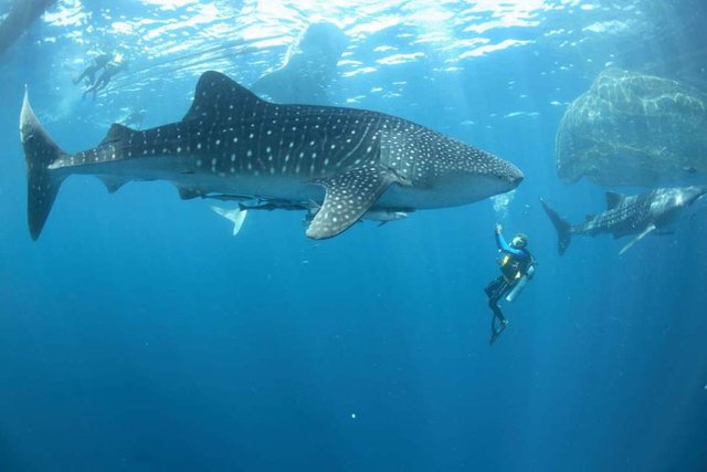 Whale-shark-and-divers.jpg