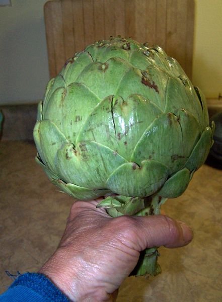 Artichoke2 crop April 2018.jpg