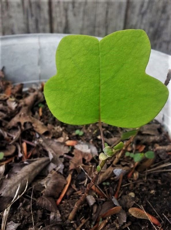 broad leaf tree 2.jpg