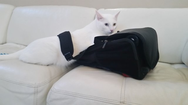 cat wearing backpack.jpg