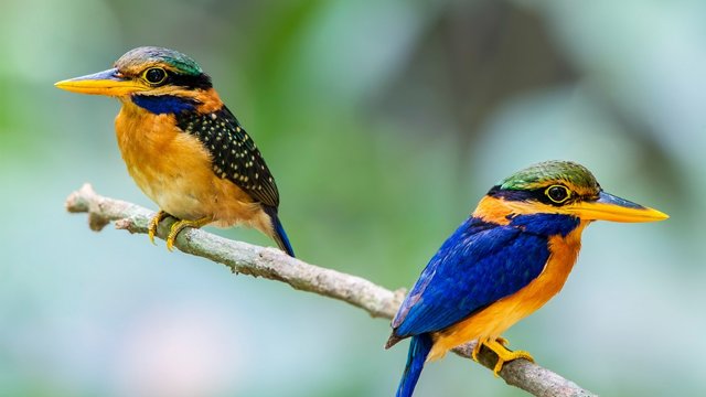 two_kingfisher_bird-1280x720.jpg