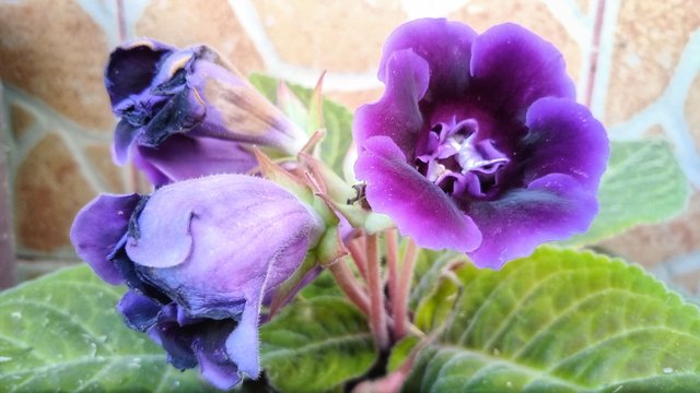 Purple Flowers.jpeg
