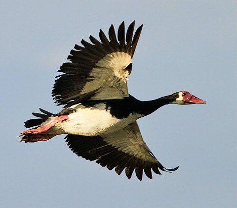 116-spur-winged-goose-chobe-g35455.jpg