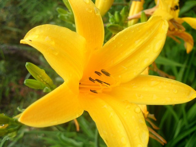 Cuidados para tu jardín/ Flor amarilis — Steemit