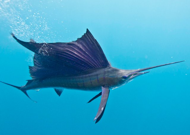 F441-Sailfish-2.jpg