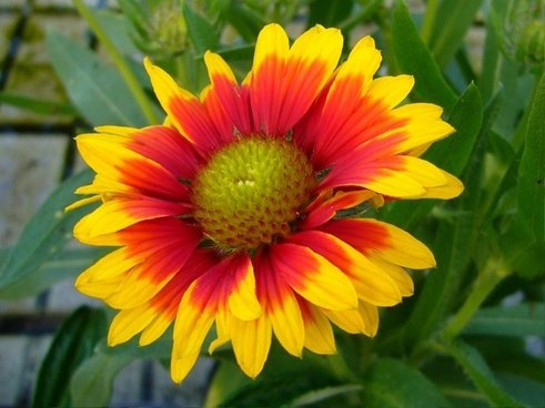 gaillardia_blanket_flowers_perennial_221655.jpg