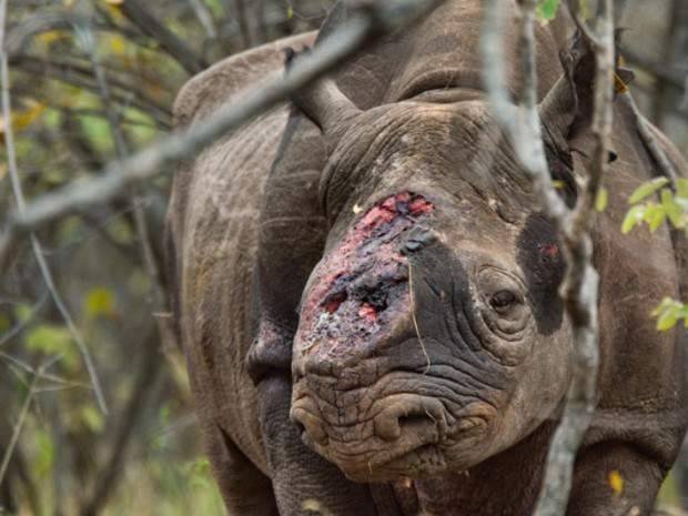 Javanicus-Rhinoceros.jpg