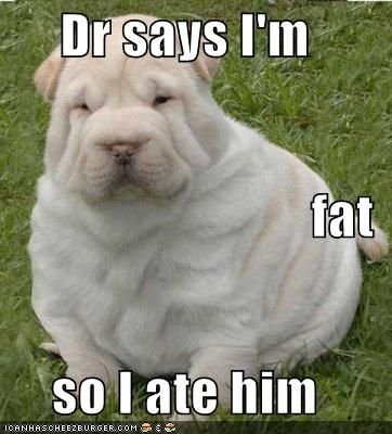 funny-dog-memes-im-a-fat-dog.jpg