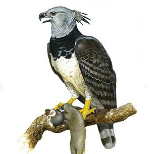 AGUILA ARPIA.jpg