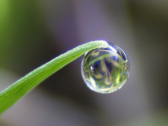 10552644152 - the last drop of morning dew rests like a.jpg