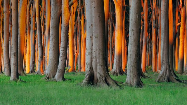 Nienhagen Wood, Germany 1920x1080.jpg