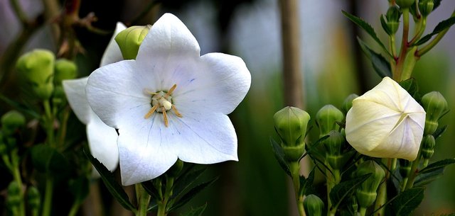 balloon-flower-1512835_960_720.jpg