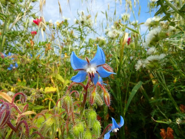 Borage 1.jpg