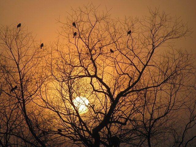 Branches-Tree-Silhouette-Birds-In-Trees-Sunrise-1254037.jpg