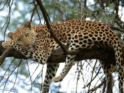 Resting Leopard.jpg