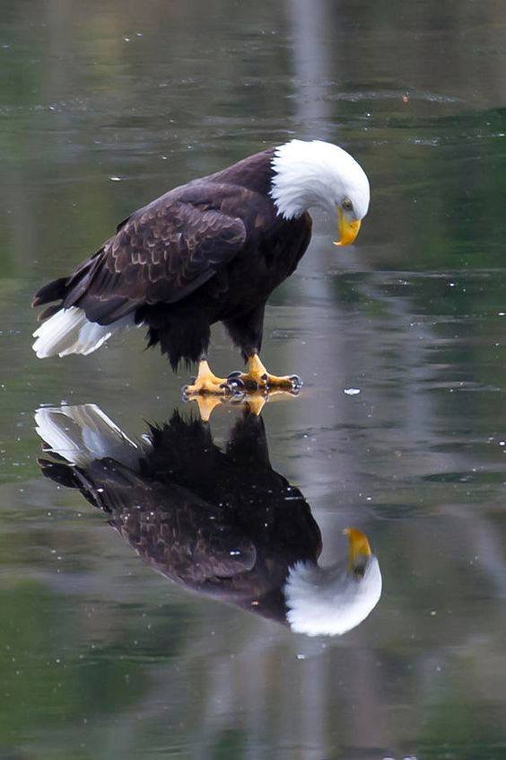 Eagle reflection.jpg