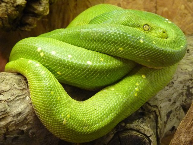 green-tree-python-8343_960_720.jpg