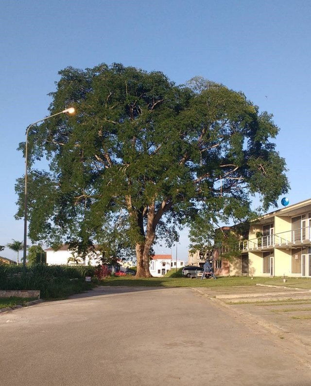 tree.jpg