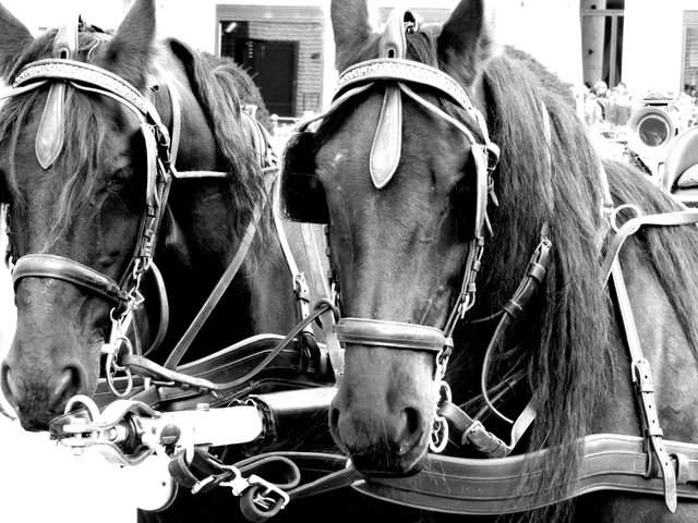 horse-bw.jpg