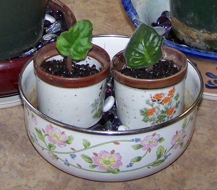 African violets crop March 2018.jpg