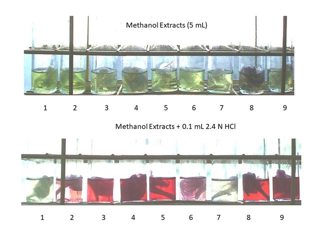 HORT 301 – Plant Physiology Lab 8_062.jpg