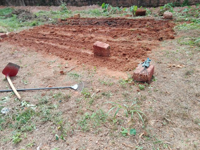 Planting 1.jpg