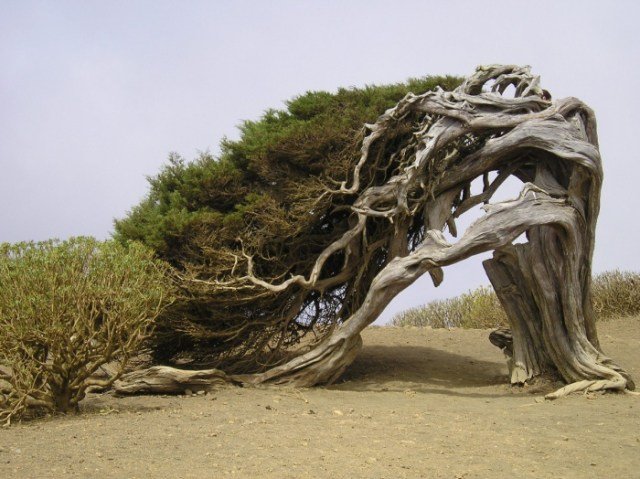 El-Arbol-de-la-Sabina-Spain.jpg