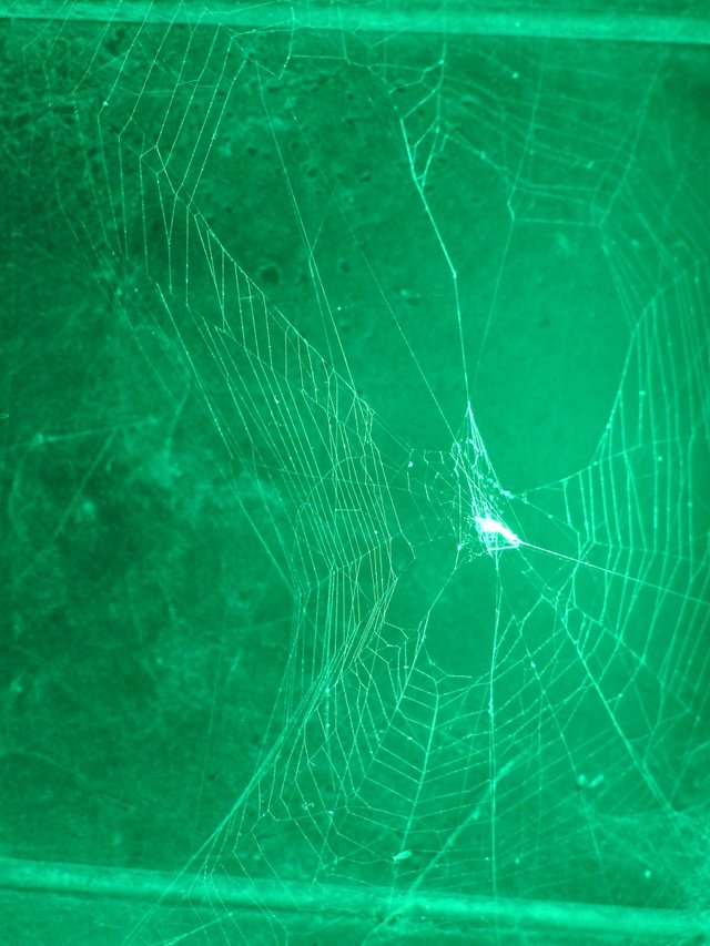 Green Web.JPG