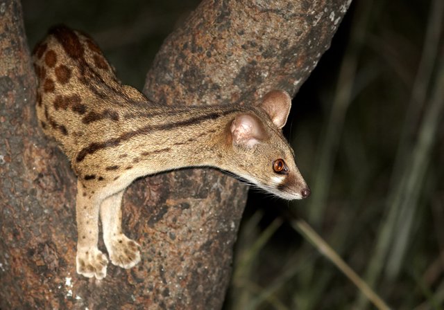 2. Genets.jpg