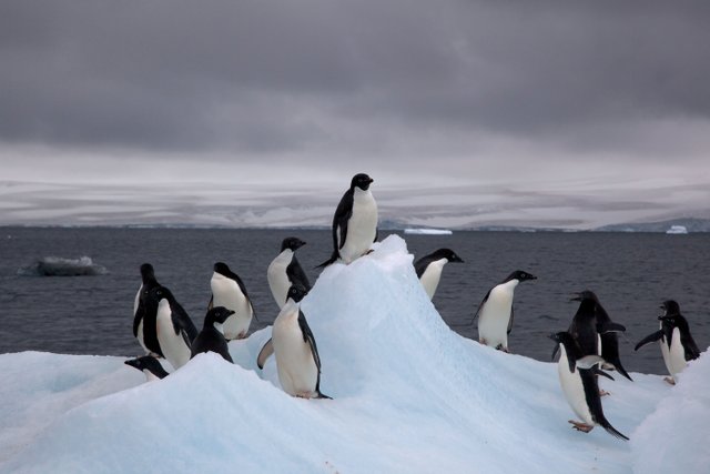 Adelie_Penguins_on_iceberg CC BY 2.0 By Jason Auch - originally posted to Flickr as IMG_0760, CC BY 2.0, httpscommons.wikimedia.orgwindex.phpcurid=9703652.jpg