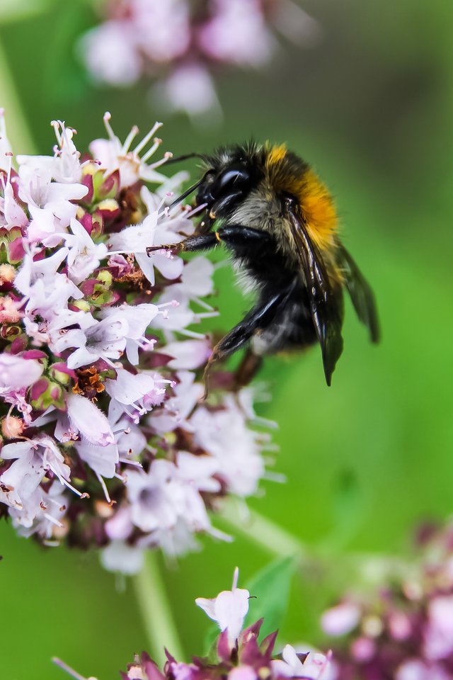 insect-oregano-whirligig.jpg