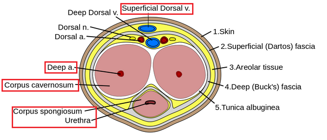Penis_cross_section.svg.png