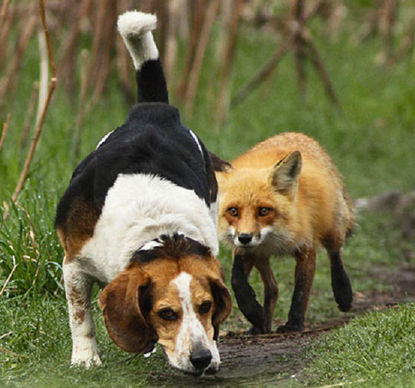 hound-dog-fox.png
