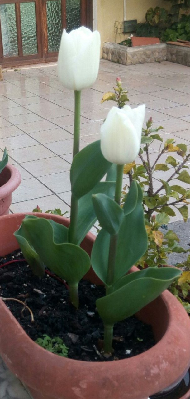 tulipano2.jpeg