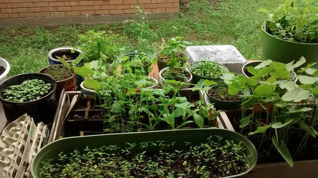 reclaim garden herbs squash beans sproutlings.jpg