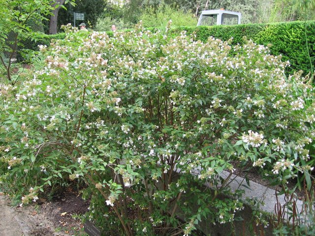 Abelia_x_grandiflora_03.jpg