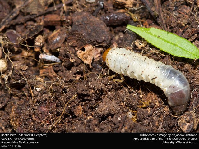 Beetle_larva_(Coleoptera)_(25086303863).jpg