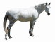 Horse White 60HR.jpg