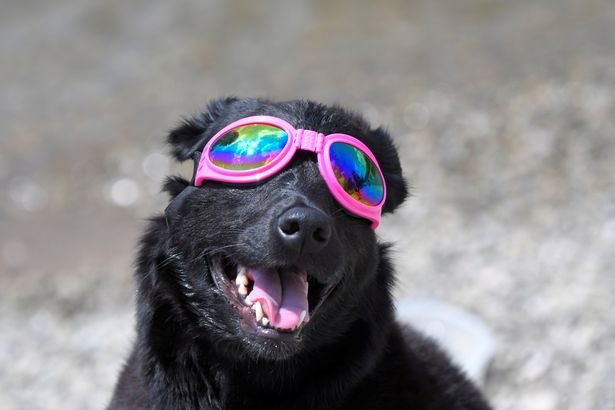 Madison-the-dog-watches-the-solar-eclipse-in-Nashville-Tennessee.jpg