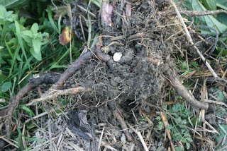 2.Comfrey Plant Freshly Dug.JPG