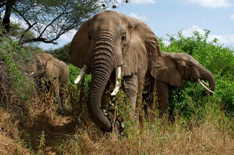 samburu-elephants-480x318.jpg