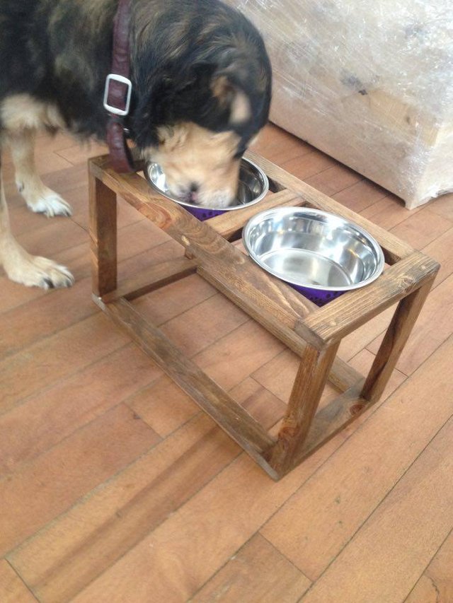 Dog Feeding Station.jpg