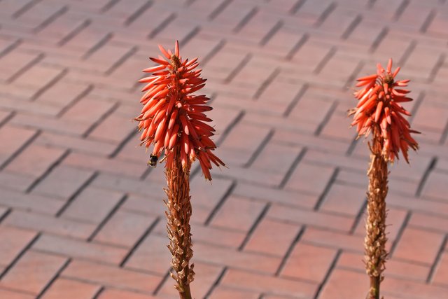 red aloe flower 2.jpg