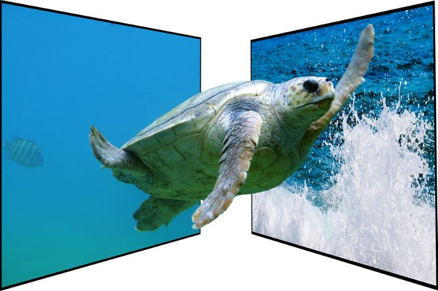 Turtle Power.jpg