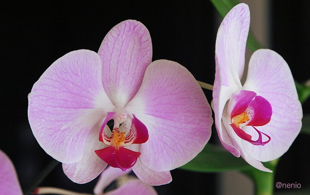 orchids02.jpg