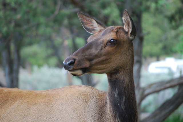 2008_Yellowstone_539.jpg