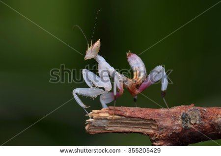 stock-photo-orchid-mantis-nymph-hymenopodidae-355205429.jpg