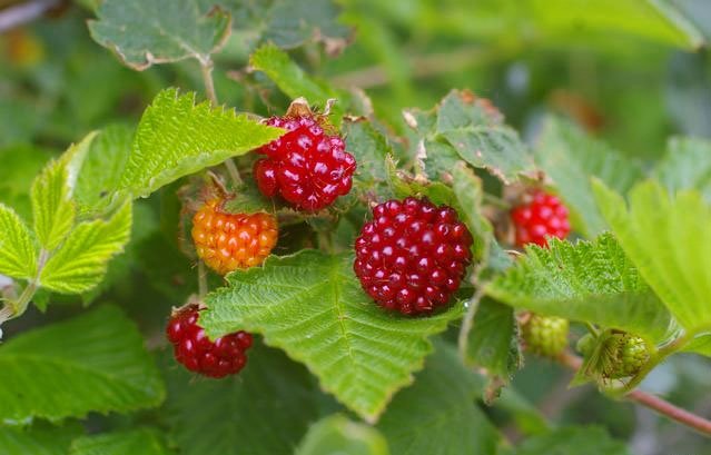 Salmonberry-Pictures.jpg