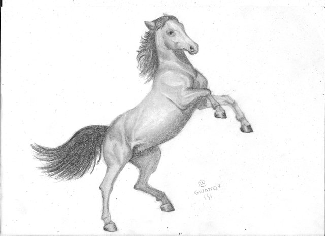 horse4.jpg